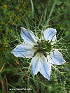 Nigella 